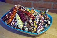 Zea mays - Painted Mountain Indian Corn