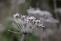 Cenolophium denudatum - Baltic parsley with hoar frost in January. 