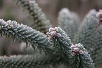 Abies pinsapo 'Horstmann' with hoar frost in January
