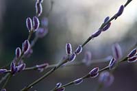 Salix x rubra 'Eugenei' - Willow catkins
