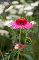 Echinacea 'Delicious Candy'