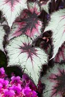 Begonia rex 'Silver Spirit' 