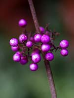 Berries of Callicarpa bodinieri - Beauty Berry 