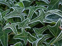Hedera - Ivy with frosted leaves. 