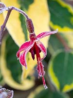 Fuchsia 'Lady Boothby' in winter frost. 