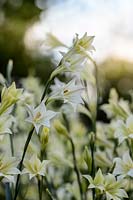 Gladiolus tristis - Evening flower
