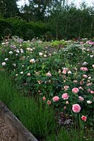 Rosa 'Boscabel' and Rosa 'Sweet Juliet' edged with Lavender in the rose garden.