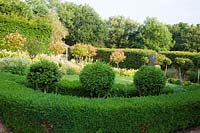 Buxus sempervirens - Box - hedge and half standard balls in topiary garden. 