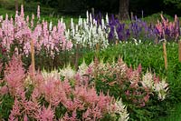 Pink and white Astilbes with Larkspur in The cutting garden.