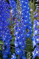 Delphinium 'Guardian Blue' and 'Magic Fountains Mix' in the rose garden.