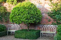 Standard Viburnum tinus tree set in Buxus sempervirens - Box - low hedges in walled garden. 

