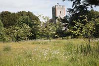 A country garden with wild flower meadows  of Oxeye Daisies and Meadow Buttercup, fruit trees and a church view.