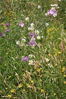 Wildflower meadow populated with Oxeye Daisies, Greater Knapweed, Meadow Buttercup, Malva moschata, Birds Foot Trefoil. 