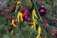 Capsicum 'Lemon Drop' and Chilli Pepper - Capsicum Annuum 'Fairy Lights' used as Christmas decorations. 