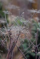 Angelica sylvestris purpurea with hoar frost in January. 