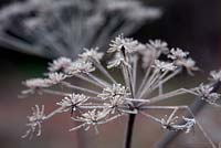 Angelica sylvestris purpurea with hoar frost in January.