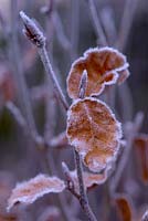 Fagus sylvatica - Common Beech with frost