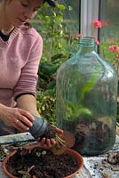 Woman planting Begonia Chayo in large flask with restricted neck.