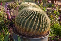 Echinocactus grusonii growing in rusty oil drum. Cactus Direct Garden, RHS Tatton Park Flower Show, 2017. Designers: Michael McGarr at Warnes McGarr and Co.