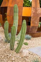 Polaskia Chichipe cacti growing in a stone gravel bed in front of a rusty corten steel dome seating area. Cactus Direct Garden at RHS Tatton Park Flower Show, 2017.  Designers: Michael McGarr at Warnes McGarr and Co.