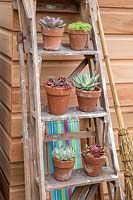 An old wooden step ladder propped up against a shed with a display of succulent and smpervivum plants in old terracotta pots and an old brush