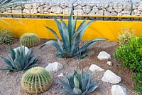 Dry crushed stone gravel bed with drought tolerant planting of Agave americana and Echinocactus grusonii -barrel cacti with a yellow walled rill water feature and stone gabion wall in the background. Stephen Studd - Santa Rita Living La Vida 120 Garden. RHS Hampton Court Flower Show 2018 - Designer: Alan Rudden - Sponsor Santa Rita wines 