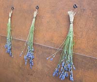 Lavender drying on hooks against corten steel rusted wall