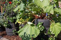 Rheum rhabarbarum - rhubarb and Fragaria x ananassa - strawberry plants with Dahlias grown in tyres for space saving on an organic allotment. RHS Grow Your Own with The Raymond Blanc Gardening Schoo. RHS Hampton Court Flower Show July 2018l - Designers: Allister Dempster and Rossana Porta 