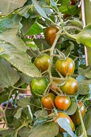 Solanum lycopersicum 'Shimmer' - Tomato - close up of truss of ripening fruit