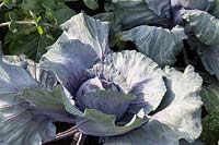 Organic cabbages grown on allotment - Brassica oleracea var. capitata 'Red Jewel' cabbage. RHS Growing Community Garden. RHS Hampton Court Flower Show July 2018 - Designer: Jon Wheatley 