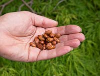 Organic Borlotto 'di Vigevano' dwarf French bean seeds in womans hand - Phaseolus vulgaris 