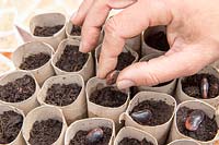 Gardening without plastic sowing Phaseolus coccineus - Runner Bean 'Lady Di' AGM seeds in cardboard toilet roll tubes filled with compost