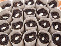 Gardening without plastic sowing Butternut squash seeds in cardboard toilet roll tubes filled with compost