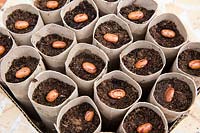 Gardening without plastic sowing Borlotto 'di Vigevano' dwarf French bean seeds in cardboard toilet roll tubes filled with compost