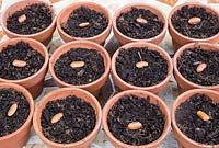 Gardening without plastic sowing organic Phaseolus vulgaris 'Trionfo Violetto' - Climbing French Purple Bean seeds in terracotta pots filled with compost