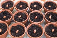 Gardening without plastic sowing Borlotto 'di Vigevano' dwarf French bean seeds in terracotta pots filled with compost