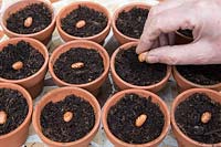 Gardening without plastic sowing Borlotto 'di Vigevano' dwarf French bean seeds in terracotta pots filled with compost