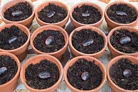 Gardening without plastic sowing Phaseolus coccineus - Runner Bean 'Lady Di' AGM seeds in terracotta pots filled with compost