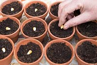 Gardening without plastic sowing Sweetcorn 'True Gold'' - maize seeds in terracotta pots filled with compost