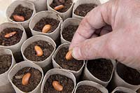 Gardening without plastic multi sowing organic Phaseolus vulgaris 'Trionfo Violetto' - Climbing French Purple Bean seeds in cardboard toilet roll tubes