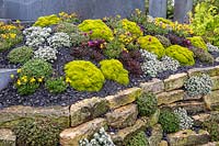 Mixed planting of Sagina subulata 'Aurea' - succulents, Saxifraga and alpine rockery plants growing in gravel on a dry stone wall. Mindset garden. RHS Malvern Spring Festival May 2019 - designer: Anna Galagan 