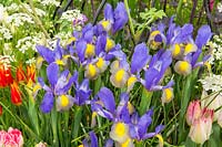 Iris x hollandica 'Gypsy Beauty' Dutch Iris