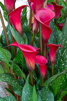 Zantedeschia 'Red charm' - Calla Lily - Arum lily