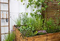 Small wooden raised bed planted with herbs and vegetables, chives, thyme, pepper, fennel, lettuce with a young grape vine growing on a trellis and garden tools on an old ladder. Ikhaya Home garden. RHS Malvern Spring Festival May 2019  - Designer: Stacey Bright 