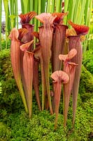 Sarracenia 'Barry Soper' pitcher plant grown by Matt Soper of Hampshire Carnivorous plants