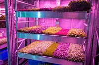 Hydroponic gardening with small seedlings and plants grown for microgreens under lights - salad plants. Gardening will save the World garden - RHS Chelsea Flower Show 2019 - Design: Tom Dixon - Sponsor: Ikea