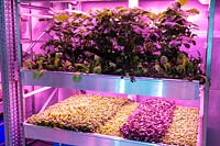 Hydroponic gardening with small seedlings grown for microgreens and strawberry plants under lights - salad plants. Gardening will save the World garden - RHS Chelsea Flower Show 2019  - Design: Tom Dixon - Sponsor: Ikea
