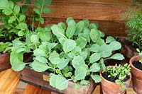 Small young Brassica and microgreens growing in a wooden box and terracotta pots in late spring early summer