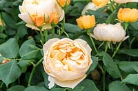 Rosa 'Roald Dahl' - English Shrub Rose