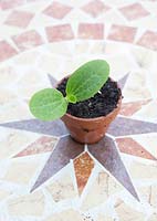 Cucurbit - Butternut Squash - seedling growing in terracotta pot 